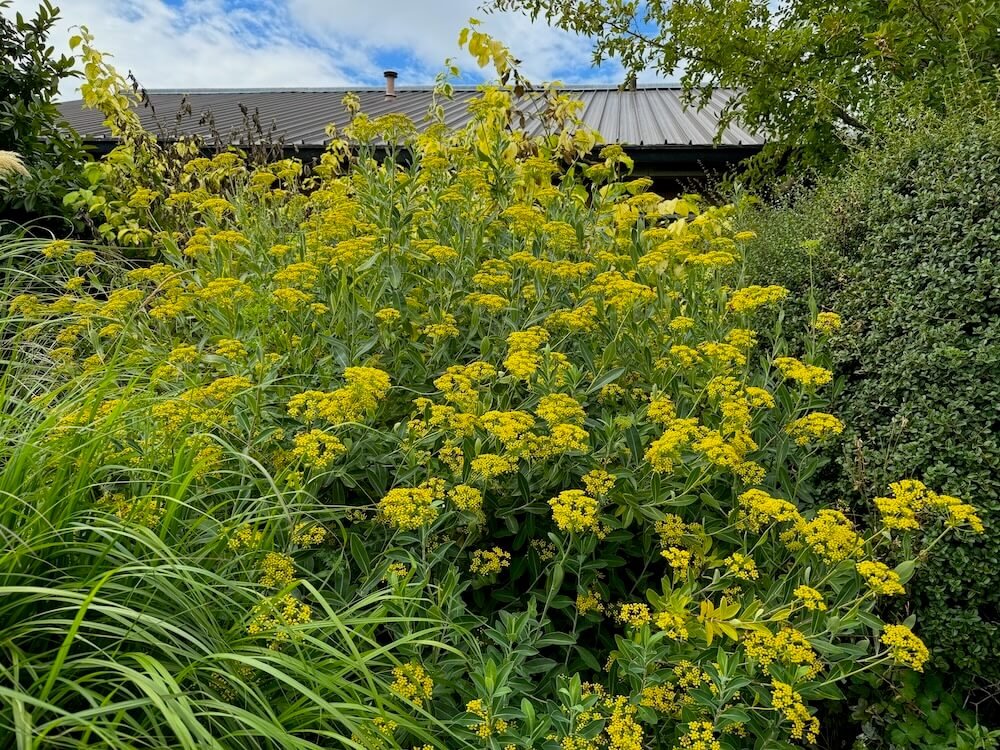 Bupleurum fruticosum 03.jpeg