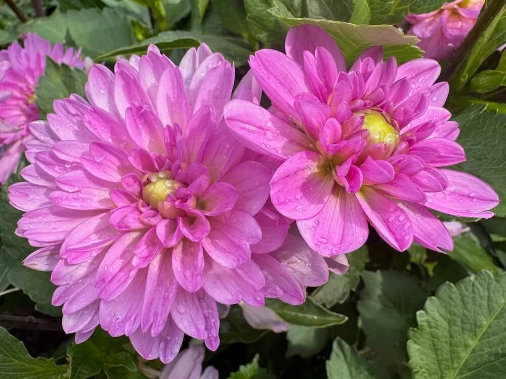 Dahlia 'Little Blessings' 07.jpeg