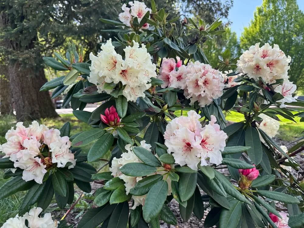 Rhododendron 'Ice Music' 03.jpeg