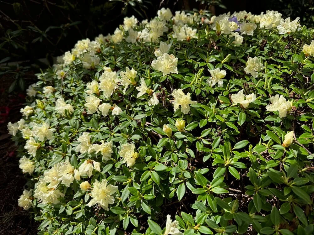 Rhododendron keiskei 'Yaku Fairy' 03.jpeg