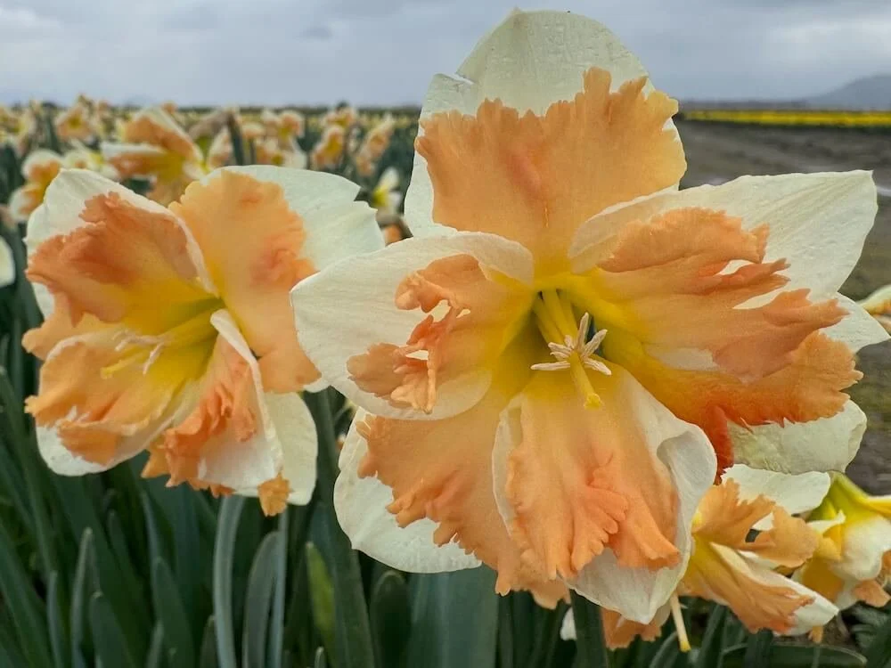 Narcissus 'Cum Laude' 02.jpeg