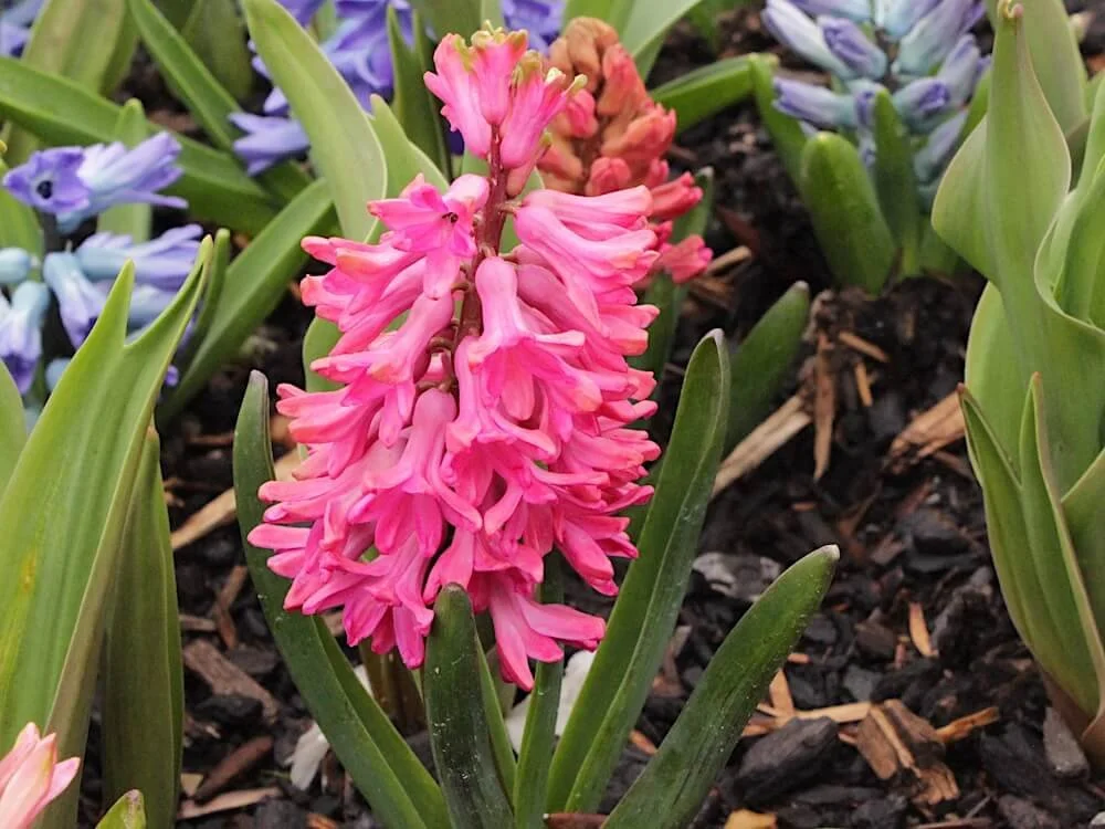 Hyacinthus orientalis 'Woodstock' 02.JPG