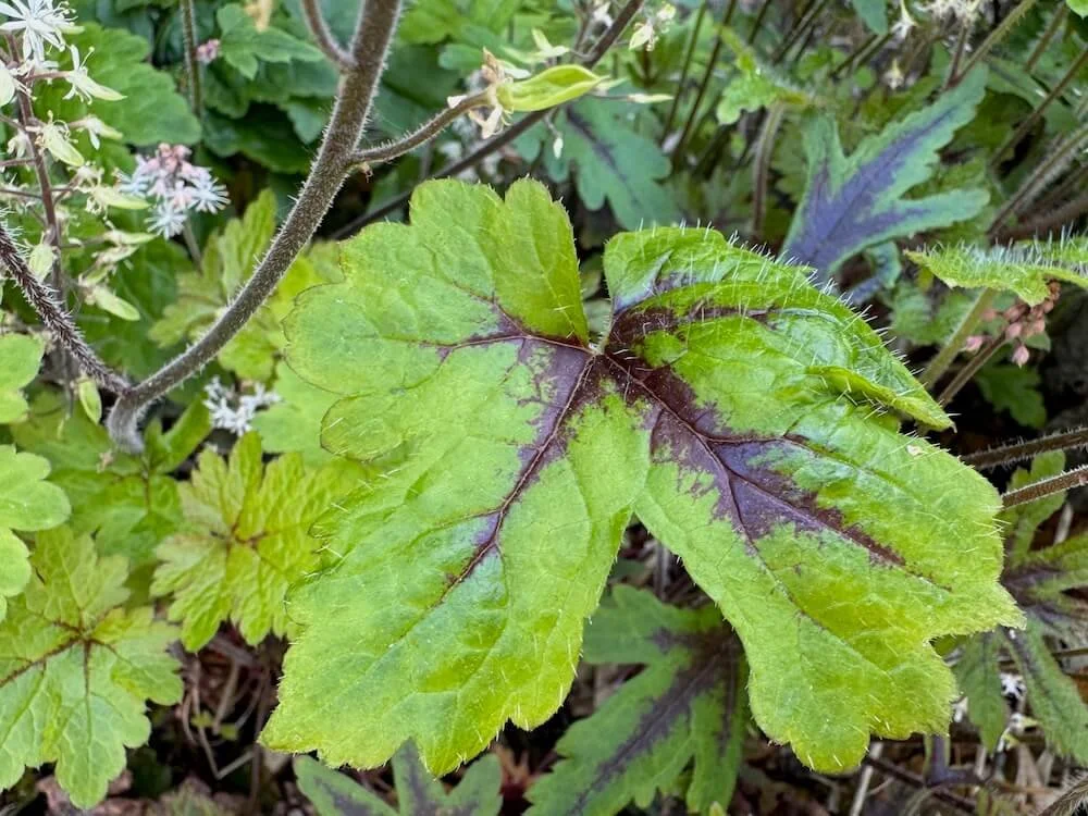 Tiarella ‘Starfish’ 03.jpeg