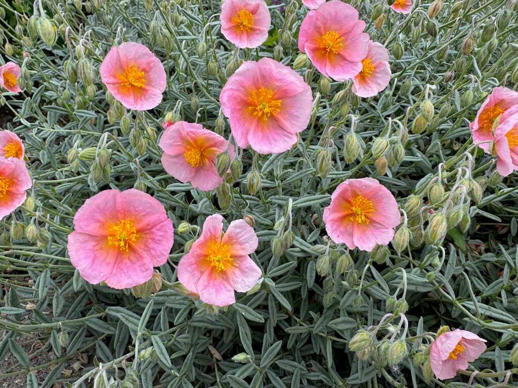 Helianthemum nummularium 'Wisley Pink' 04.jpeg