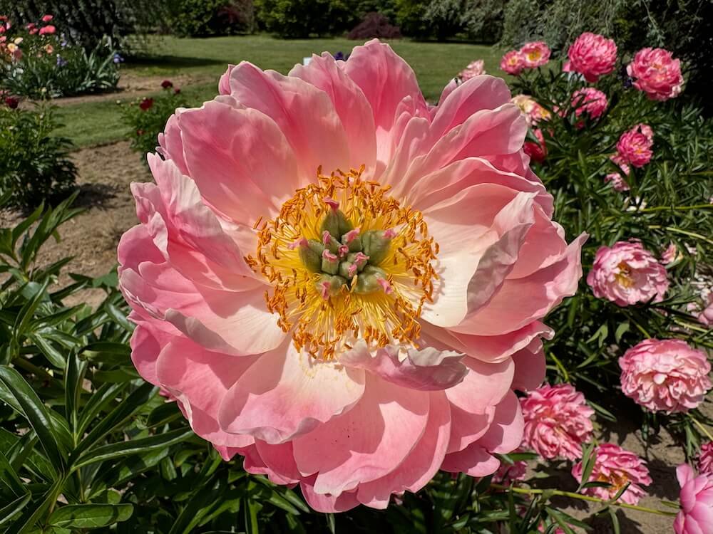 Paeonia x lactiflora 'Coral Supreme' 04.jpeg