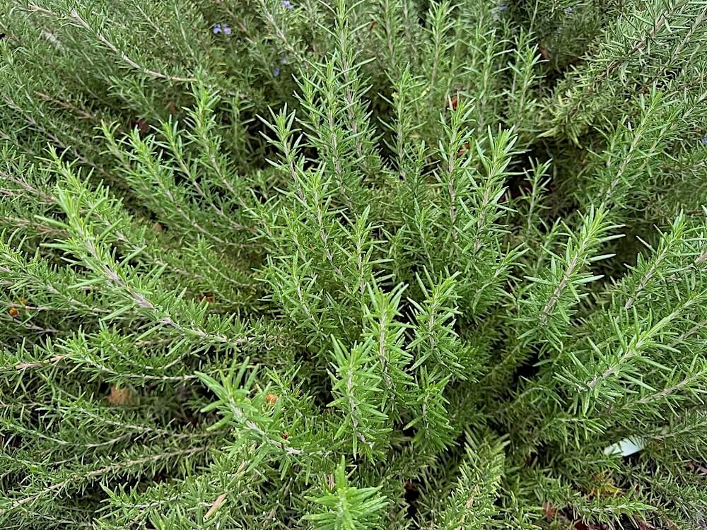 Rosmarinus officinalis 03.jpeg