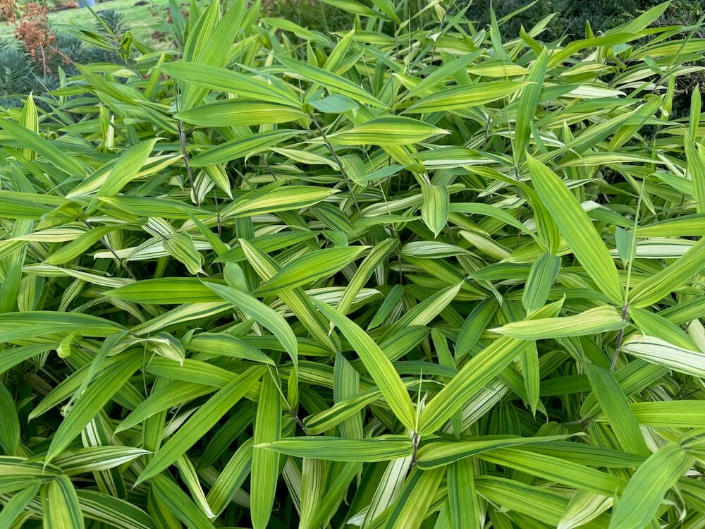 Pleioblastus viridistriatus 03.jpeg