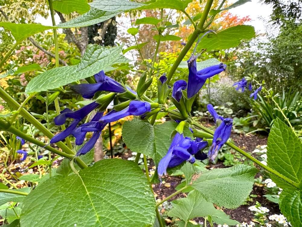 Salvia guaranitica 'Forever Blue' 02.jpeg