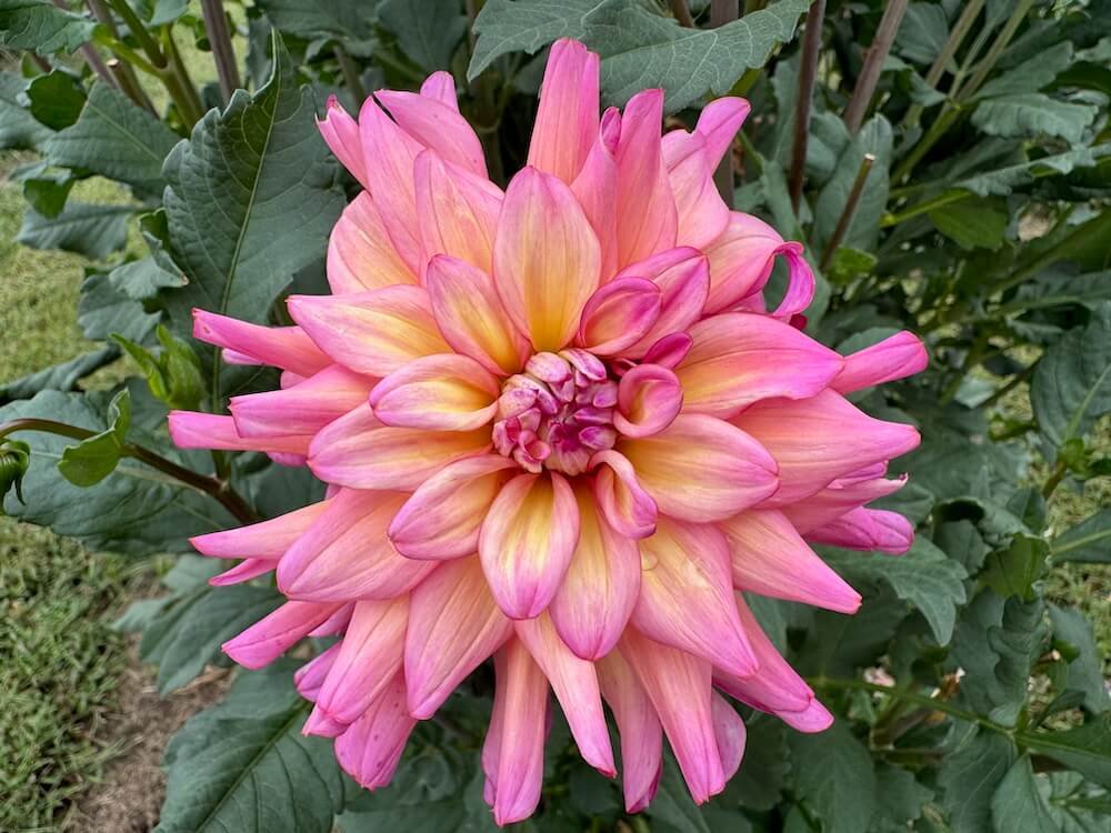 Bahama Mama Dahlia 05.jpeg
