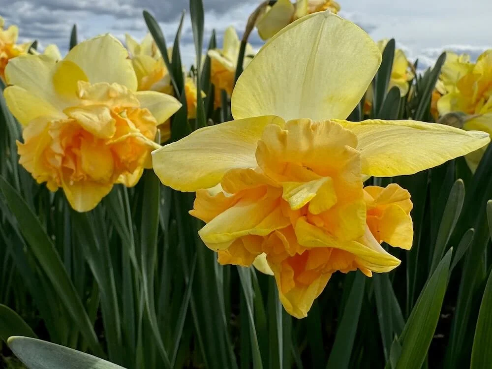 Narcissus 'Bellabombe' 02.jpeg