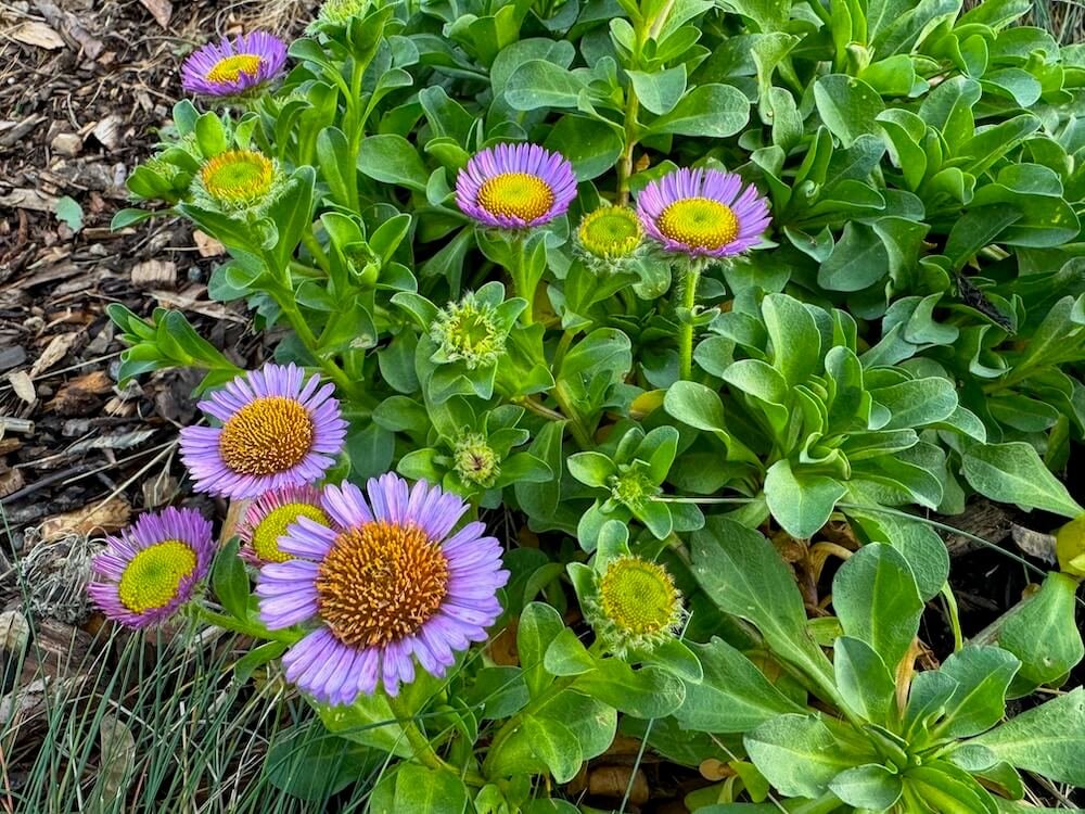 Erigeron glaucus 'Bountiful' 03.jpeg