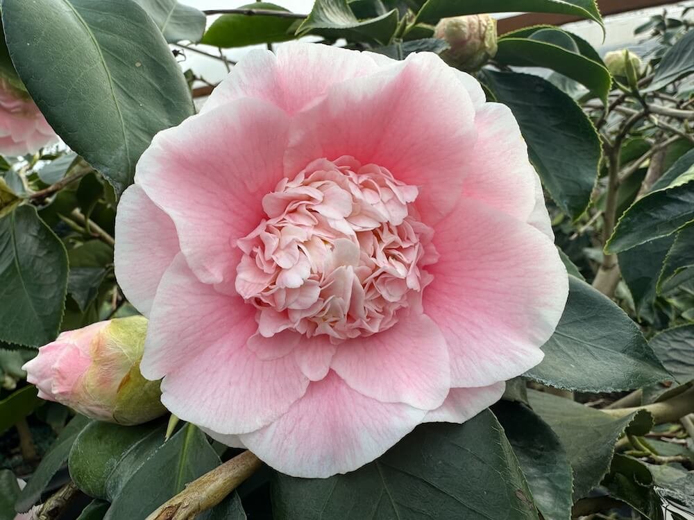Camellia japonica 'Elegans Splendor' | Elegans Splendor Camellia