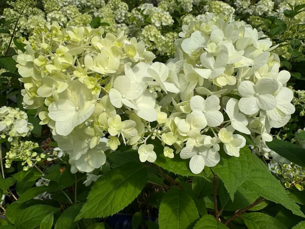 Hydrangea paniculata 'SMHPCW' 02.jpg