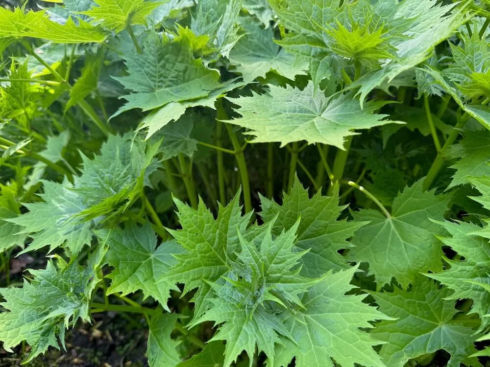 Kirengeshoma palmata 04.jpeg