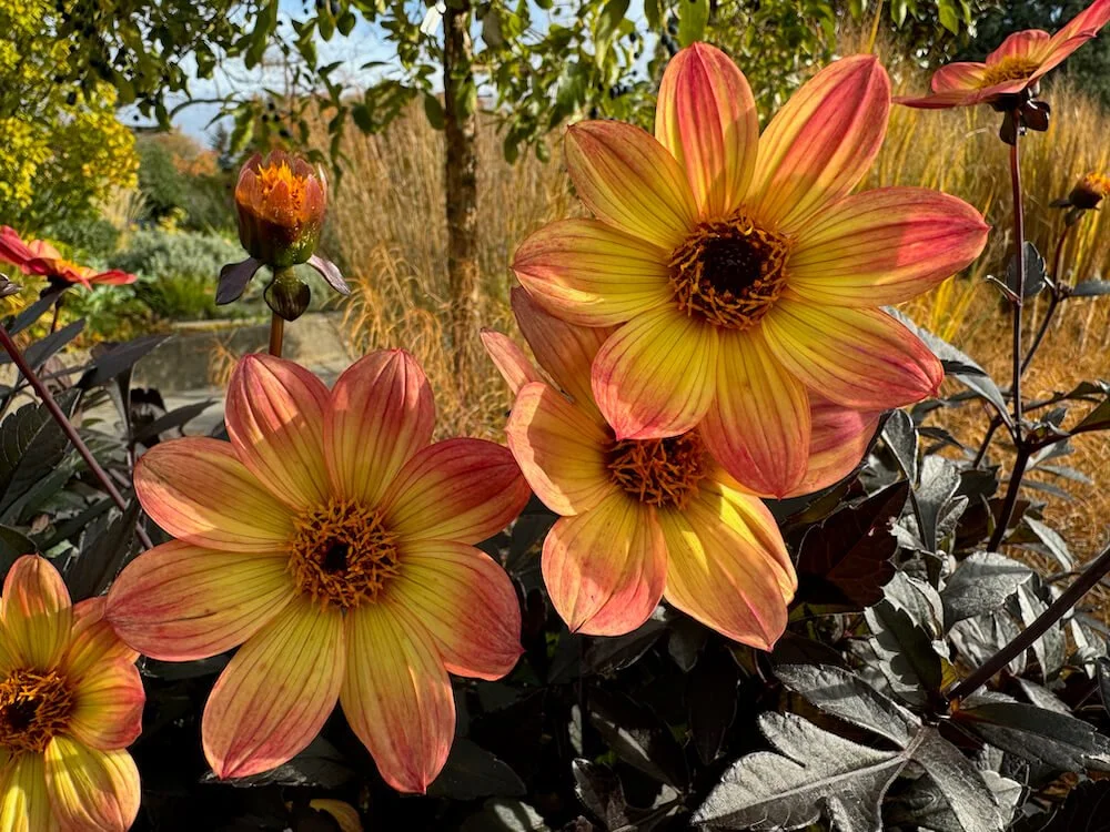 Dahlia 'Happy Single Flame' 04.jpeg