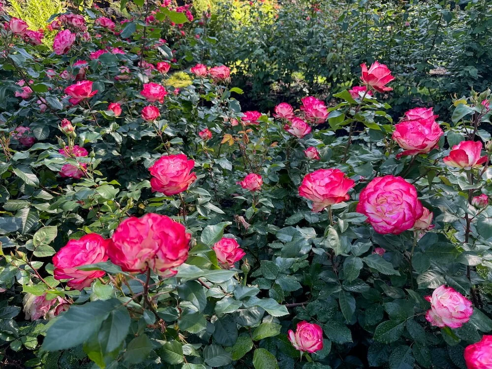 Rosa 'Cherry Parfait' 03.jpeg