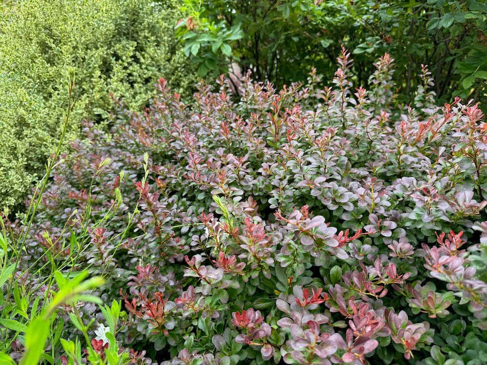 Berberis thunbergii f. atropurpurea 'Atropurpurea Nana' 03.jpeg