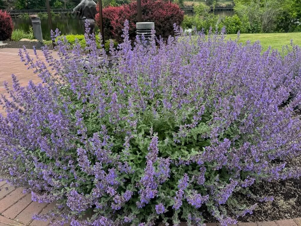 Nepeta racemosa 'Walker's Low' 07.jpeg