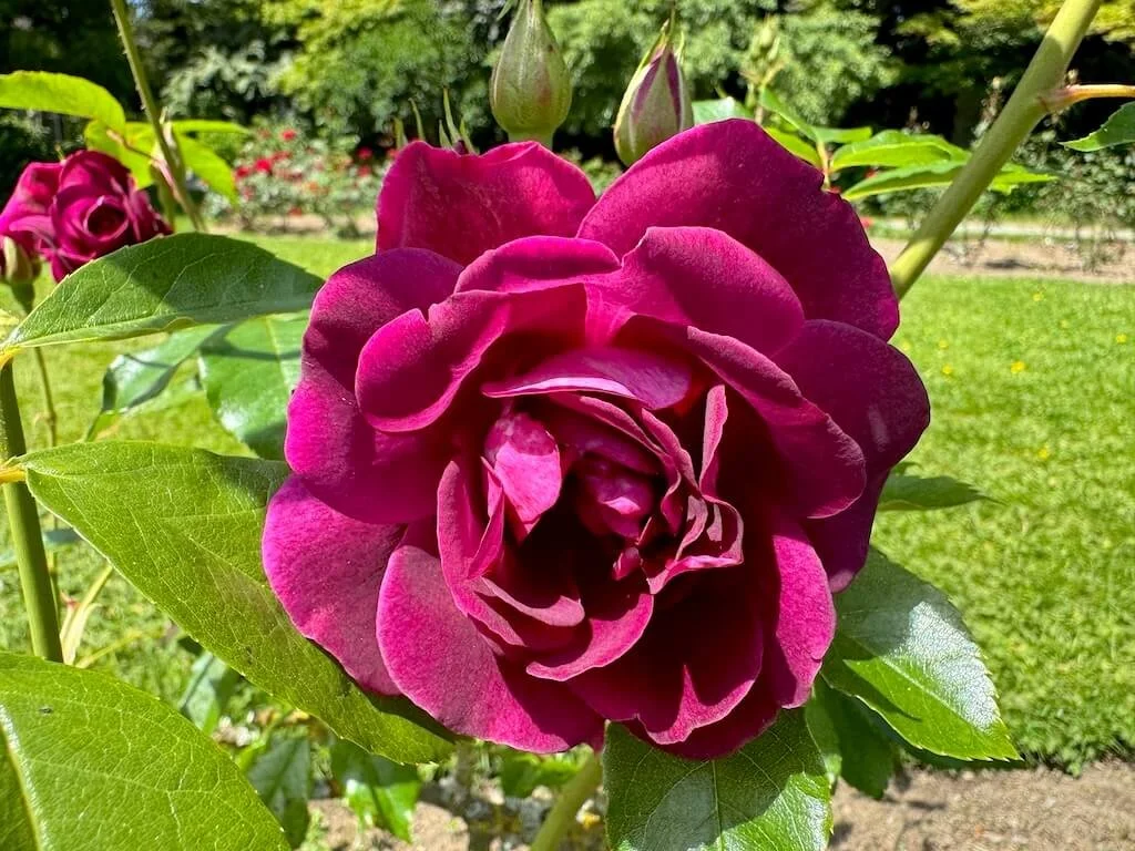 Rosa 'Prose' 01.jpeg