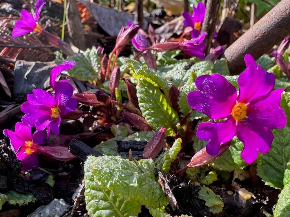 Primula × pruhonicensis 'Wanda' | Wanda Primrose