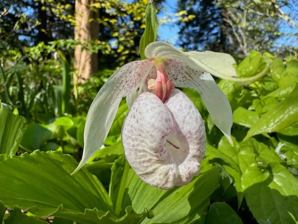 Cypripedium formosanum | Taiwanese Lady's Slipper Orchid