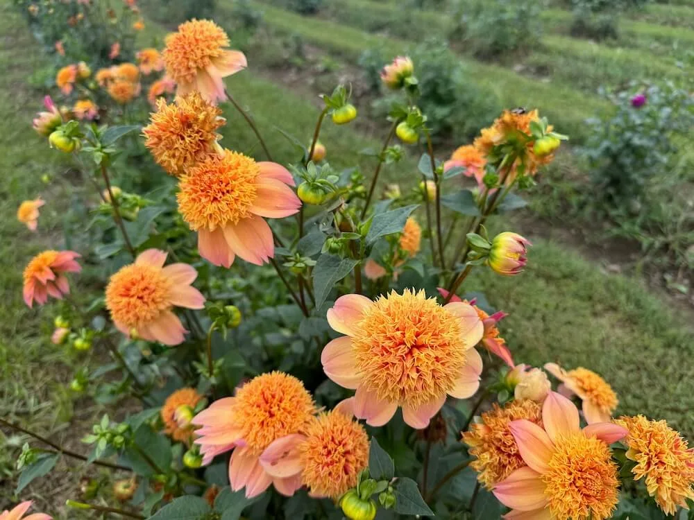 Dahlia 'Sandia Brocade' 03.jpeg