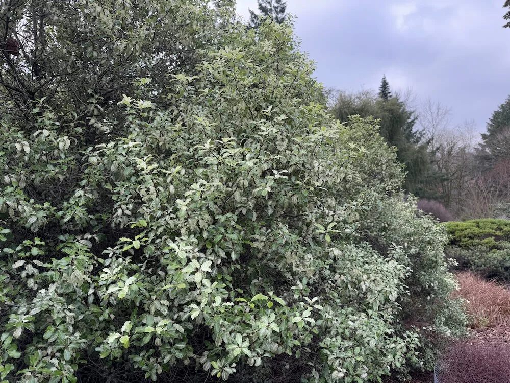 Pittosporum tenuifolium 'Irene Patterson'  05.jpeg