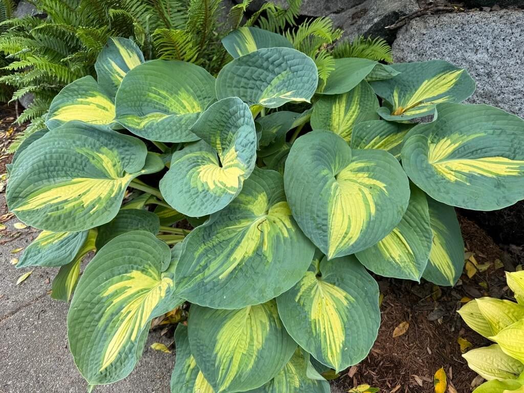 Hosta sieboldiana 'Dream Weaver' 01.jpeg