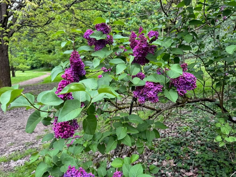 Syringa vulgaris 'Charles Joly' 03.jpeg
