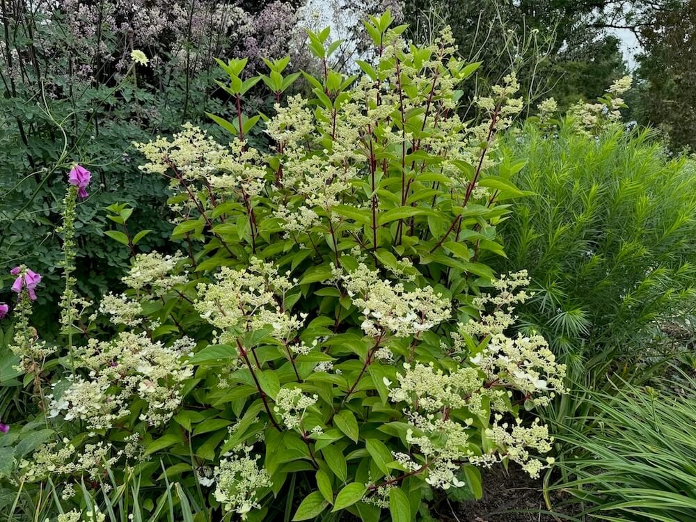 Hydrangea paniculata 'Wim's Red' 01.jpeg