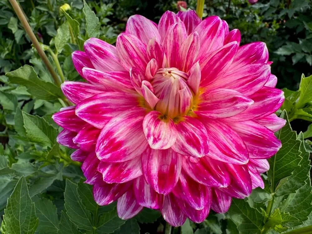 Dahlia 'Mamacita' | Mamacita Dahlia