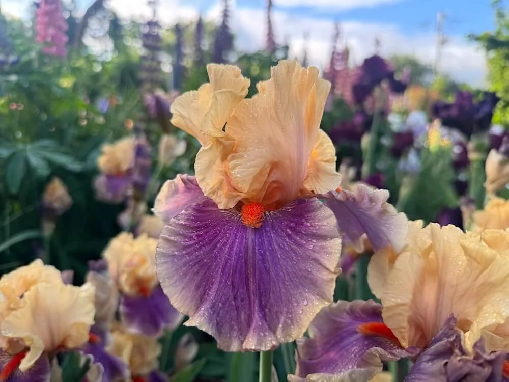 Iris 'Smith Rock' 02.jpeg
