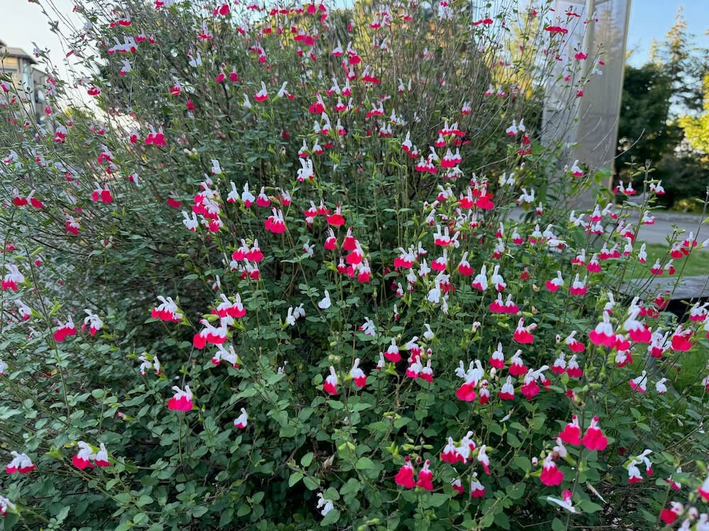 Salvia microphylla 'Hot Lips' 05.jpeg