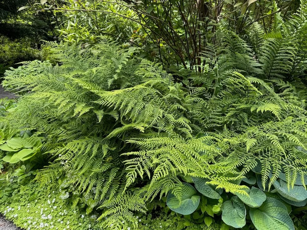 Dryopteris dilatata 'Recurvata' 05.jpeg