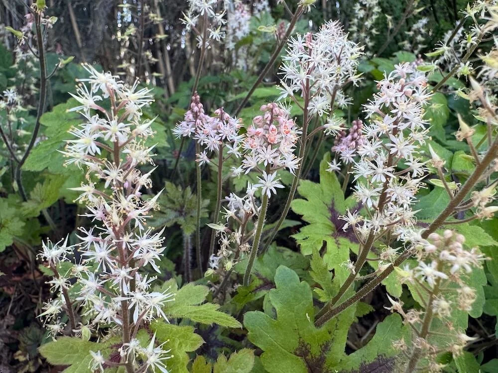 Tiarella ‘Starfish’ 01.jpeg