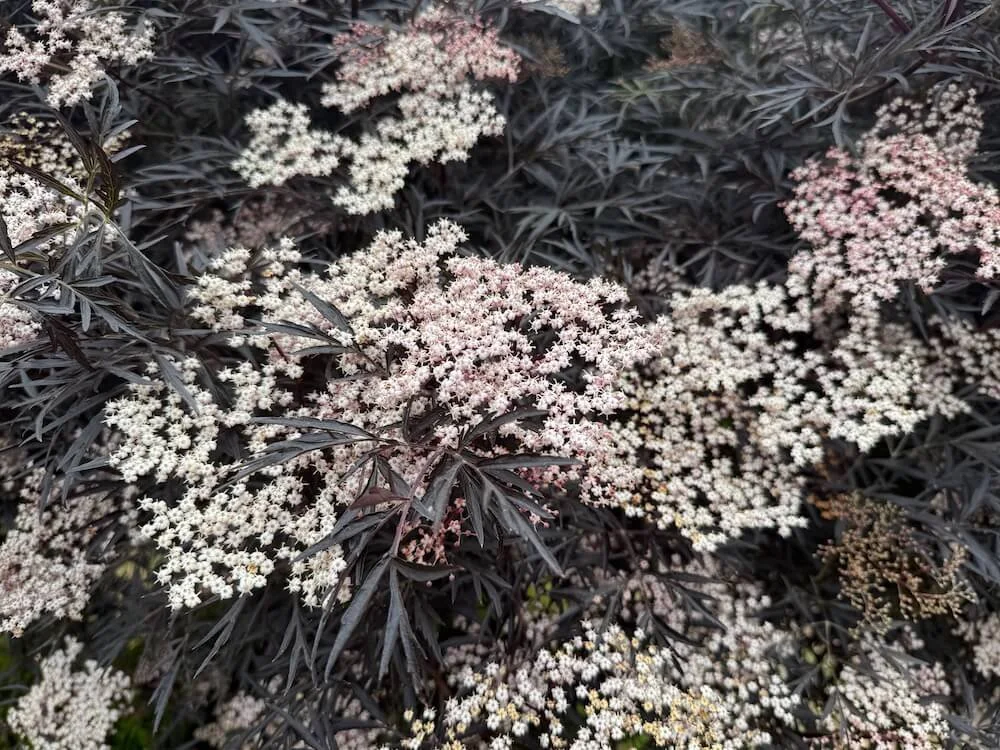 Sambucus nigra 'Eva' | Black Lace Elderberry