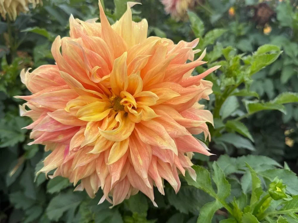 Dahlia 'Bonaventure' 04.jpeg