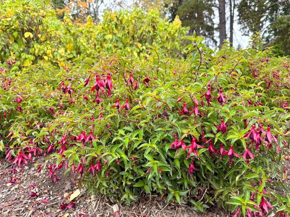 Fuchsia 'Dying Embers' 06.jpg