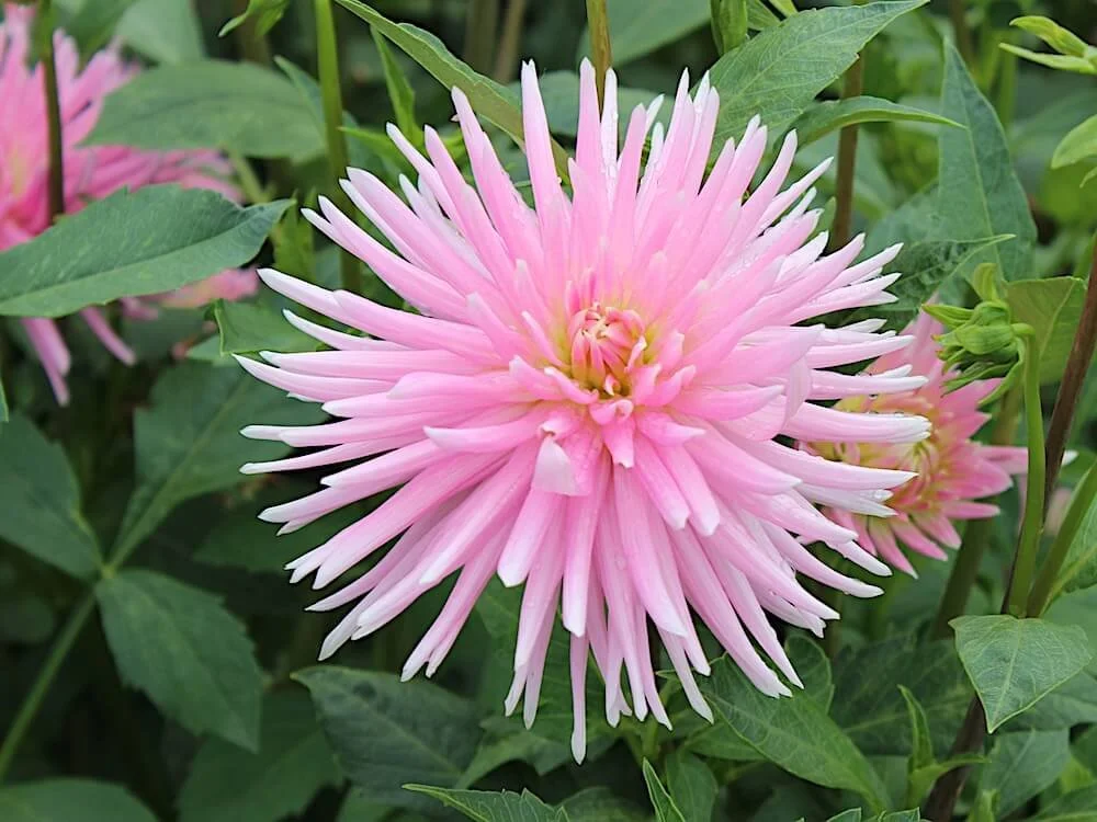 Dahlia 'En Pointe' 01.JPG