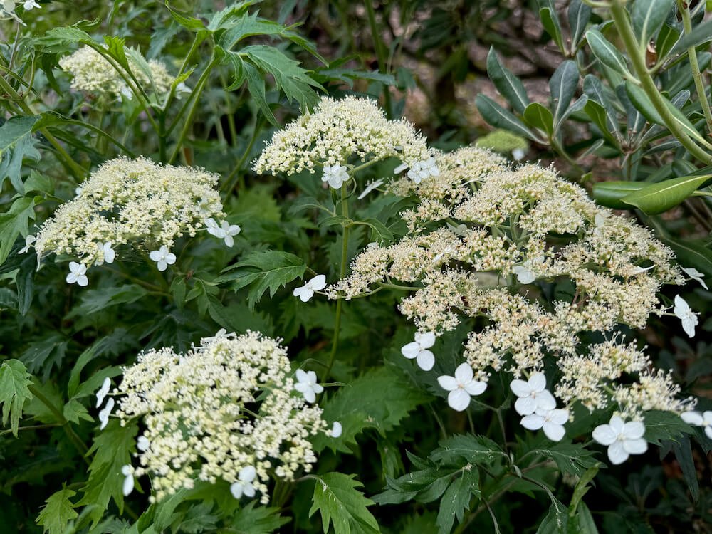 Hydrangea arborescens 'Green Dragon' 03.jpeg