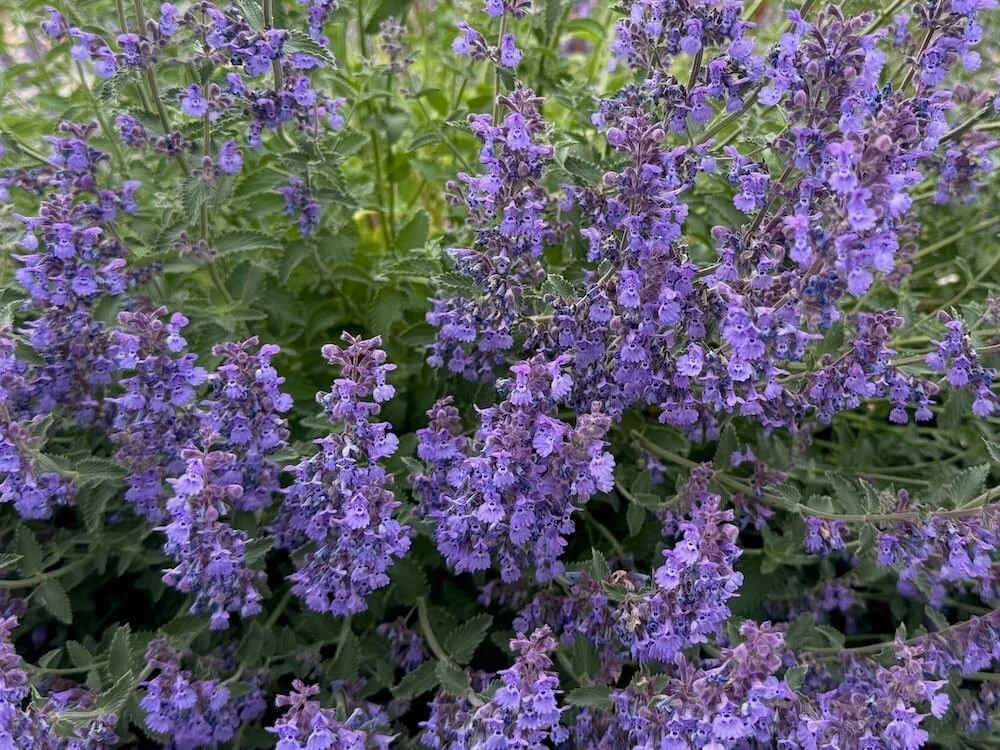 Nepeta racemosa 'Walker's Low' 01.jpeg