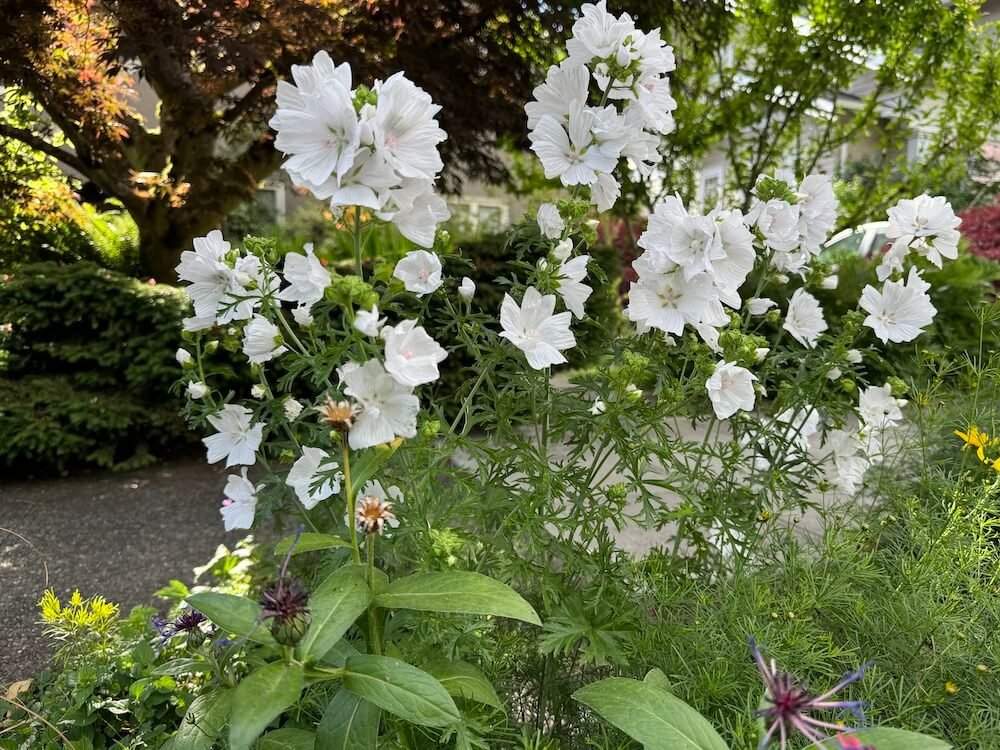 Malva moschata f. alba 03.jpg