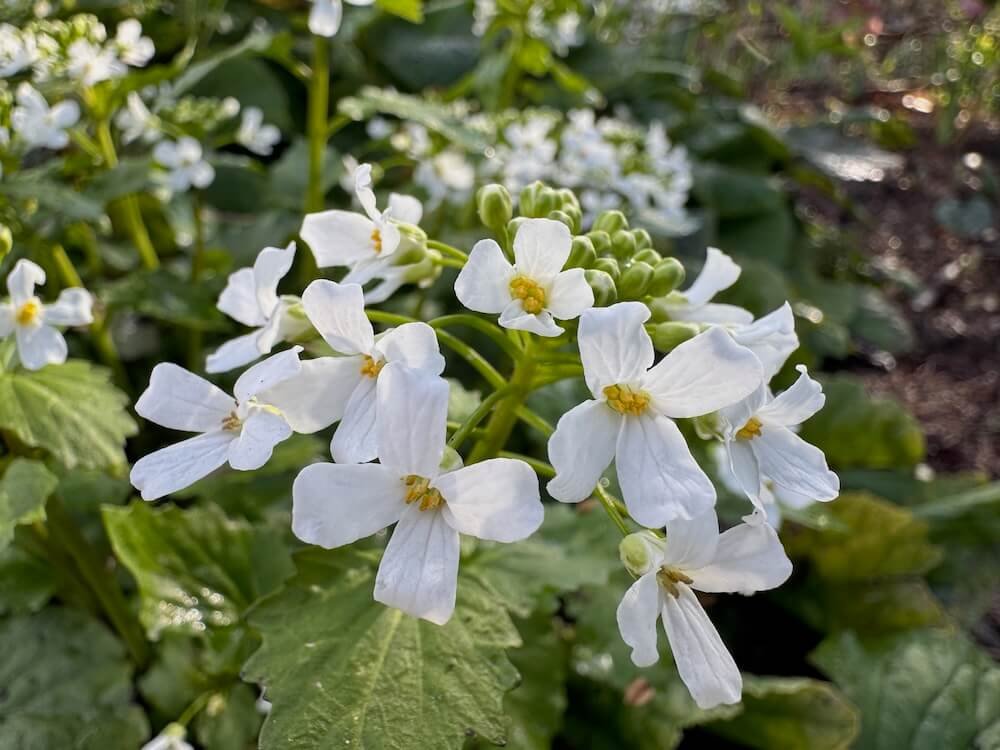 Pachyphragma macrophyllum | Caucasian Penny-Cress