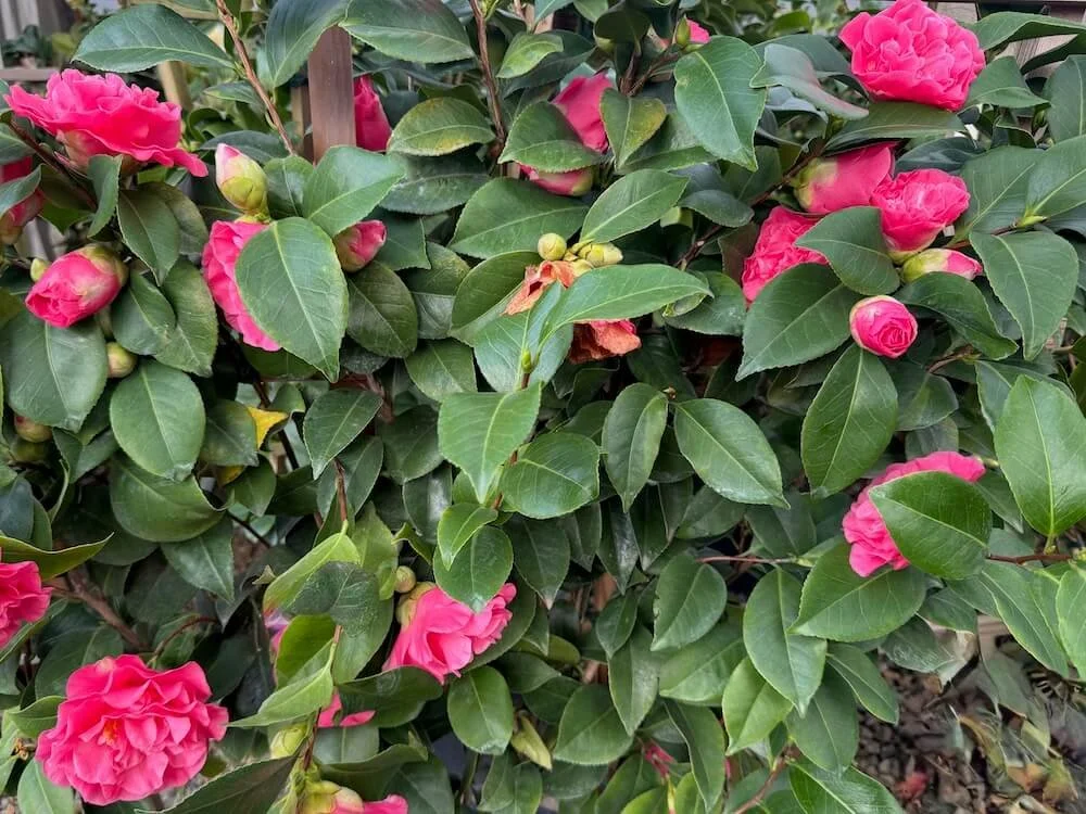 Camellia japonica 'Spellbound' 03.jpeg