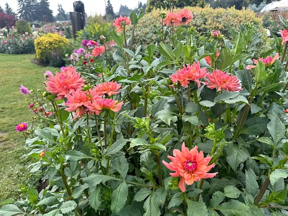 Dahlia 'Whipper Snapper' 03.jpeg