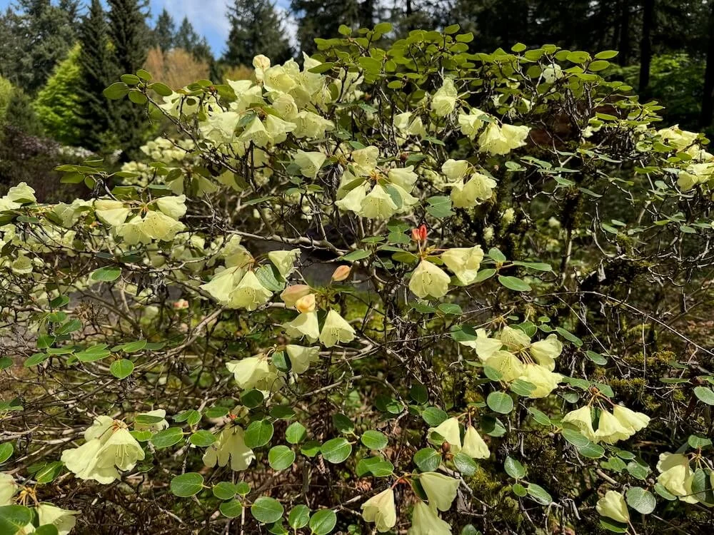Rhododendron campylocarpum ssp. caloxanthum 03.jpeg