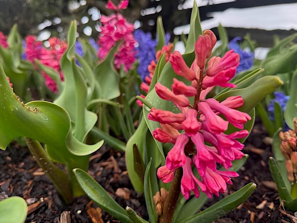 Hyacinthus orientalis 'Woodstock' 03.jpeg