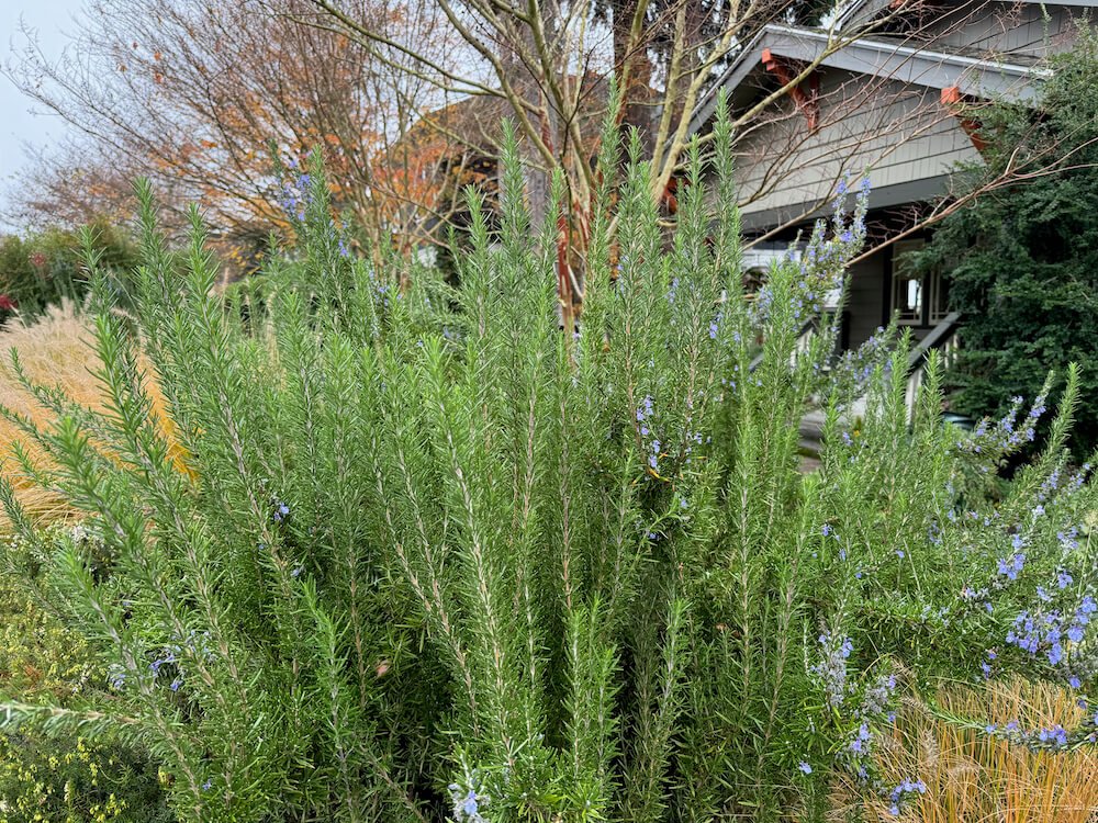 Rosmarinus officinalis 06.jpeg
