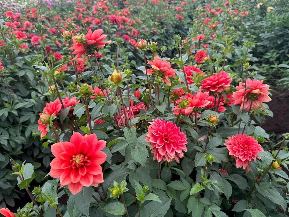Dahlia 'Hot Rod' 03.jpeg