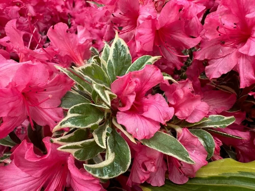 Rhododendron 'Silver Sword' 01.jpeg